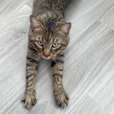 Foto del gato perdido en Carros