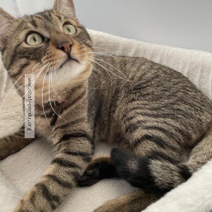 Foto 5/5 Mice Chat perdido en Carros