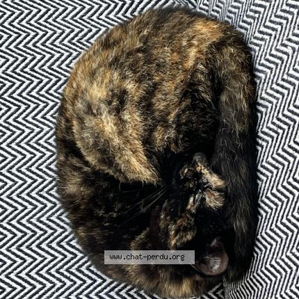 Foto 1/1 Willow Chat perdido en Lanrelas