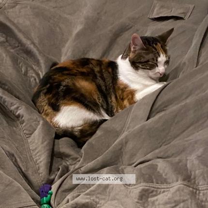 Foto 1/1 te fiti Chat perdido en Atlanta