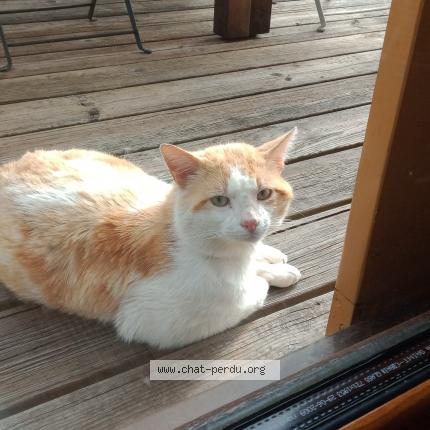 Foto 1/1 Gato encontrado Encontrado en Lantriac