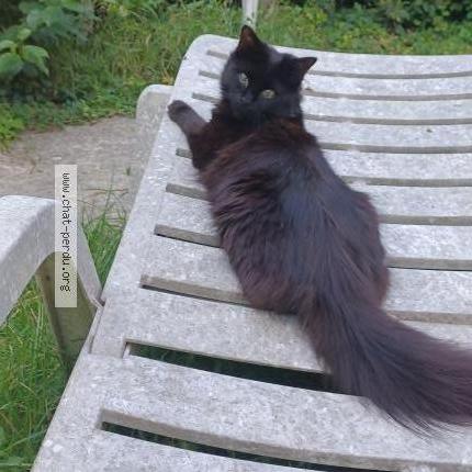 Foto 1/1 Gervais Guettari Chat perdido en Limeil brevannes