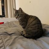 Foto del gato perdido en Sisteron