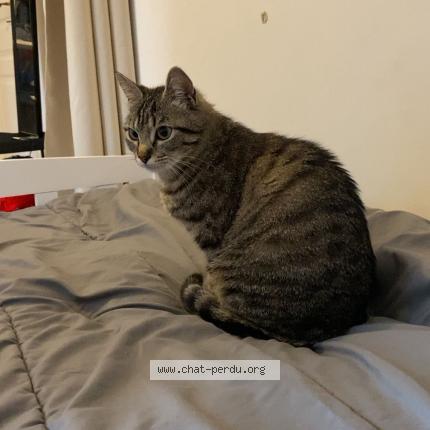 Foto 1/2 Gaïa Chat perdido en Sisteron