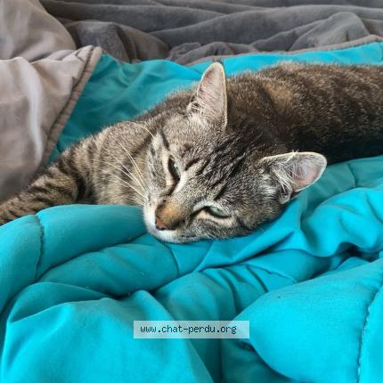 Foto 2/2 Gaïa Chat perdido en Sisteron