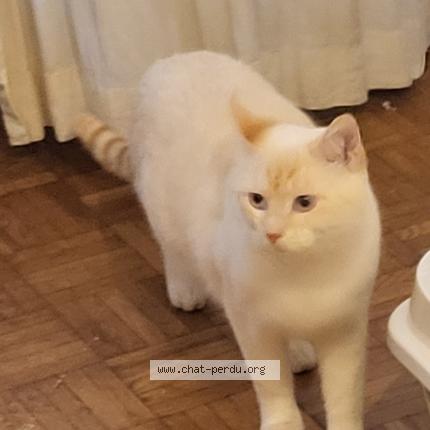 Foto 1/1 Eric Jeanneret Chat perdido en 1213 petit lancy