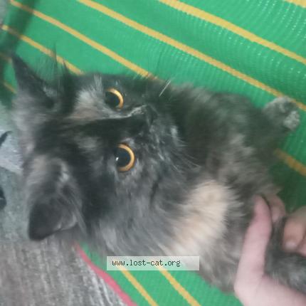 Foto 1/1 Minni Chat perdido en Kadapa district pulivendula