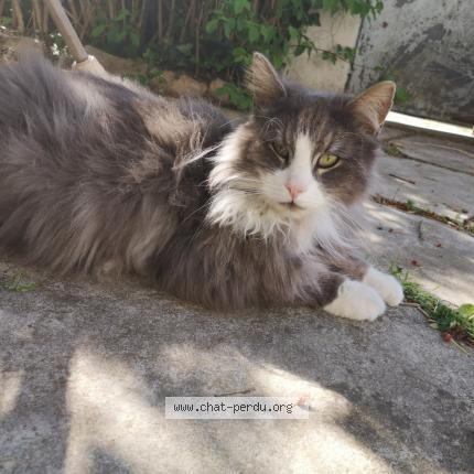 Foto 1/1 Manhattan Chat perdido en Toulouse