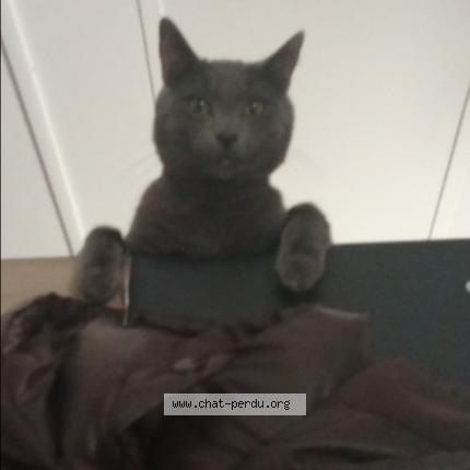 Foto 1/1 Craspouille Chat perdido en Poissy