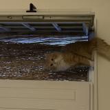 Foto del gato perdido en Marseille