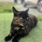 Foto del gato perdido en Yvrac