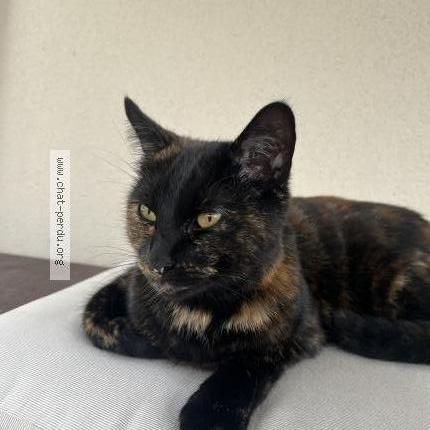 Foto 2/2 Gato encontrado Perdido en Yvrac