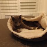 Foto del gato perdido en Coueron