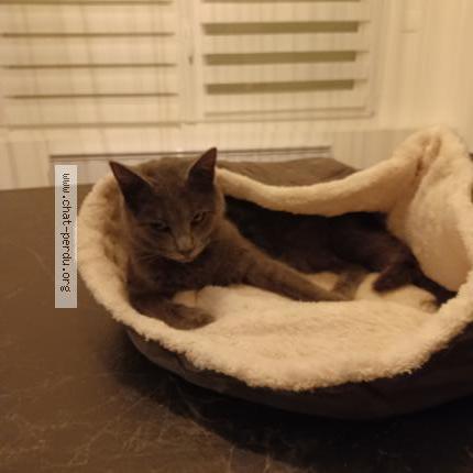 Foto 1/1 NALA Chat perdido en Coueron