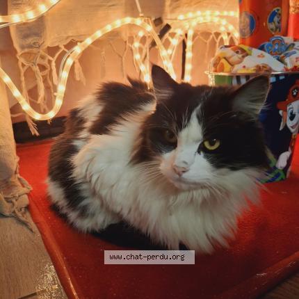 Foto 1/1 Luffy Chat perdido en Sigournais