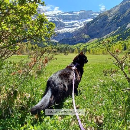 Foto 1/1 Robine Chat perdido en Pessac