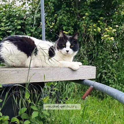 Foto 1/1 Jumbo Chat perdido en Feneu