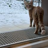 Foto del gato perdido en Ormoy