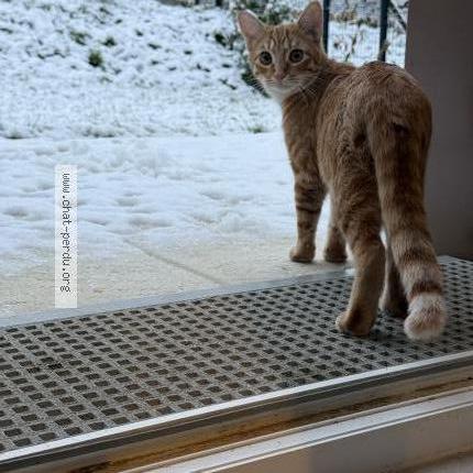 Foto 1/1 Gaïa Chat perdido en Ormoy