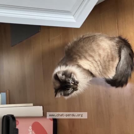 Foto 1/1 Neo Chat perdido en Plouzane