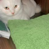 Foto del gato perdido en Karachi