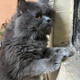 Foto del gato perdido en Gurgaon