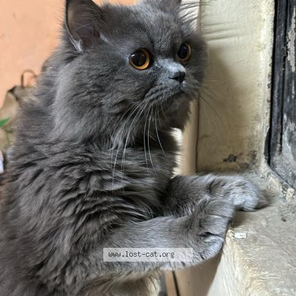 Foto 1/1 Moi Chat perdido en Gurgaon