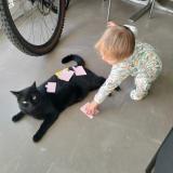 Foto del gato perdido en Toulouse