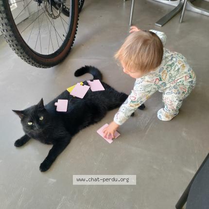 Foto 1/3 Trompette Chat perdido en Toulouse