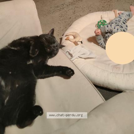 Foto 2/3 Trompette Chat perdido en Toulouse