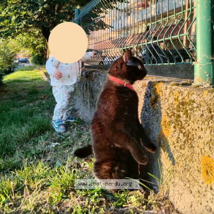 Foto 3/3 Trompette Chat perdido en Toulouse