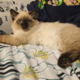 Foto del gato perdido en Petit Caux