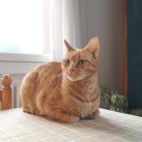 Foto del gato perdido en Annecy