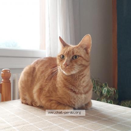 Foto 1/1 Roxy Chat perdido en Annecy