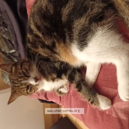 Foto 1/1 OGGY Chat perdido en Sainte blandine