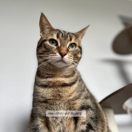 Foto 1/1 Sa&iuml;ka Chat perdido en Cosne cours sur loire