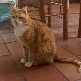 Foto del gato perdido en Vendargues