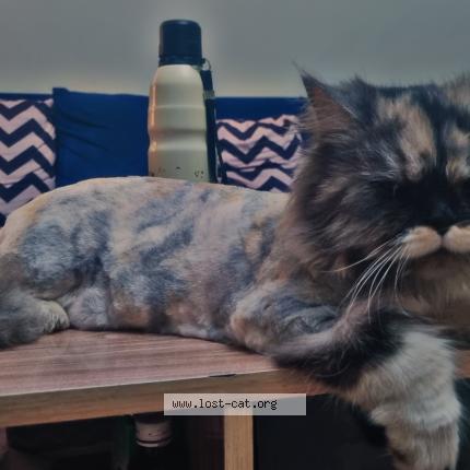 Foto 1/1 Mitten Chat perdido en Rawalpindi