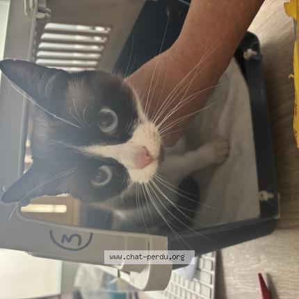 Foto 1/1 Gato encontrado Encontrado en Saintes