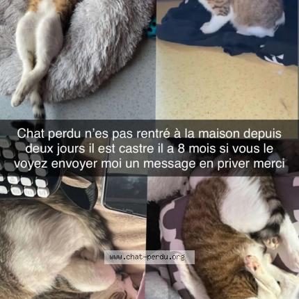 Foto 1/1 Gribouille Chat perdido en La rochelle