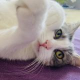 Foto del gato perdido en Thonon Les Bains