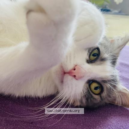 Foto 1/1 Simba Chat perdido en Thonon les bains