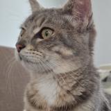 Foto del gato perdido en Pressigny Les Pins