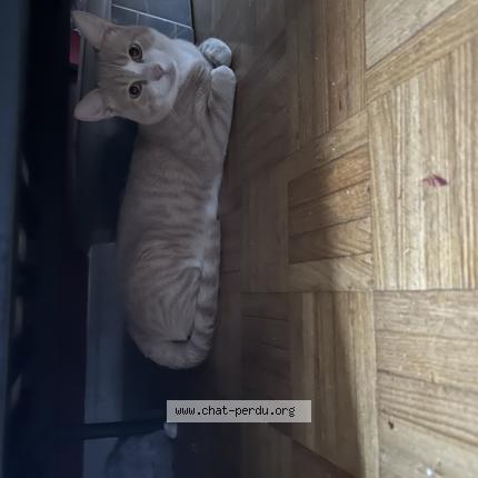 Foto 1/1 Bimo Chat perdido en Stains