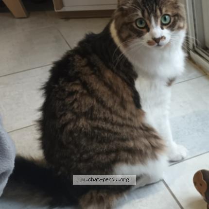 Foto 1/1 Mimi Chat perdido en Joue les tours