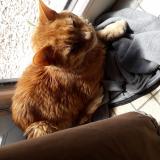 Foto de gato encontrado en Lewarde