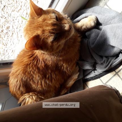 Foto 1/1 Gato encontrado Encontrado en Lewarde