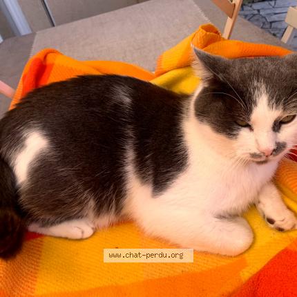 Foto 1/1 Minou Chat perdido en Billere