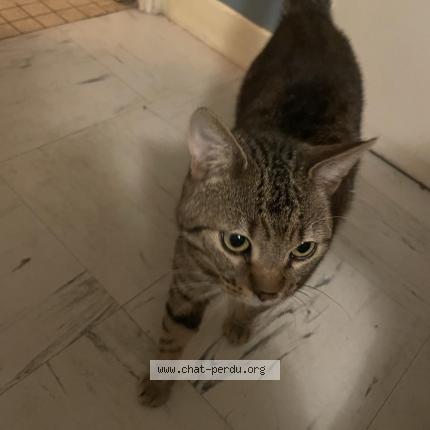 Foto 1/1 Uno Chat perdido en Orches