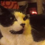 Foto del gato perdido en Gourdon